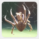 Pesquisar por aracnídeos adesivos Aracnida