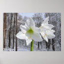 Pesquisar por amaryllis pôsteres pósteres Qualquer pessoa