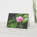 Pesquisar por japonica Camellia japonica