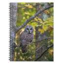 Pesquisar por owl cadernos de notas Floresta