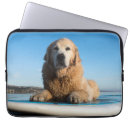 Pesquisar por golden capas Cão