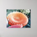 Pesquisar por o microscópio artes pósteres Biologia