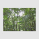 Pesquisar por floresta tropical papeis de seda Natureza