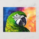 Pesquisar por papagaio colorido cartoes postais Aquarela