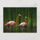 Pesquisar por pink flamingo cartoes postais Rosa