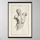 Pesquisar por torso Anatomia