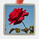 Pesquisar por aumentou ornamentos Rosas