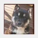Pesquisar por filhote de cachorro imas Bonito
