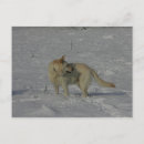 Pesquisar por branco pastor cartoes postais German shepherd