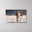Pesquisar por beagle impressão de canvas Engraçado
