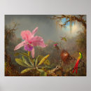 Pesquisar por orquídea cattleya pôsteres pósteres Martin johnson heade