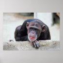 Pesquisar por chimpanzé pôsteres pósteres Fotografia