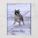 Pesquisar por akitas cartoes postais Cão