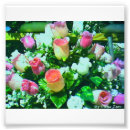 Pesquisar por multi colorido pôsteres pósteres Flores