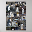 Pesquisar por pinguim de rei pôsteres pósteres Pinguins