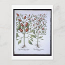 Pesquisar por arte botânica cartoes postais Belas artes