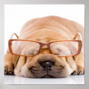 Pesquisar por shar pei de pôsteres pósteres Animal