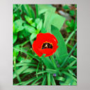 Pesquisar por tulipa pósteres Plantas
