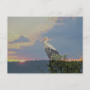 Pesquisar por cegonha cartoes postais Animal