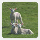 Pesquisar por lamb adesivos Borregos