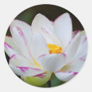 Pesquisar por joanne adesivos Savana