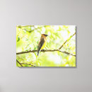 Pesquisar por cedro impressão de canvas Pássaro