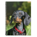 Pesquisar por filhote cachorro do dachshund de cadernos de notas Cão