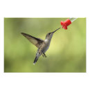 Pesquisar por do colibri fotografia Pairar