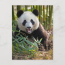 Pesquisar por panda gigante cartoes postais Animais selvagens