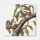 Pesquisar por pintura de cinza imas Vida selvagem