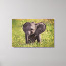 Pesquisar por baby impressão de canvas Elephant calf
