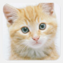 Pesquisar por tablet adesivos Gatinho