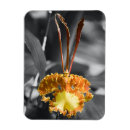 Pesquisar por orquídeas amarelas imas Para todos