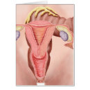 Pesquisar por sexual cartoes postais Ovário