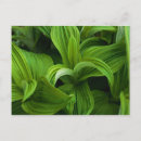 Pesquisar por orvalho cartoes postais Plantas