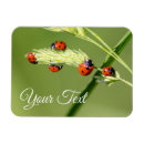 Pesquisar por amuleto imas Boa sorte