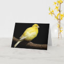 Pesquisar por aviary cartoes Para todos