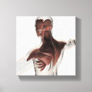 Pesquisar por anatomia masculina impressão de canvas Coluna