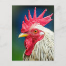 Pesquisar por rooster cartoes postais Galinha