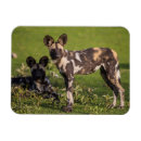 Pesquisar por animais selvagens imas Espécies ameaçadas