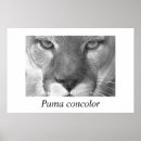 Pesquisar por puma pósteres Lion