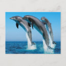 Pesquisar por golfinhos cartoes postais Sealife