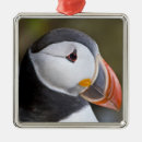 Pesquisar por mar ornamentos Animal