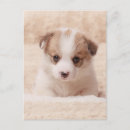 Pesquisar por baby cartoes postais Cachorro