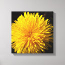 Pesquisar por dente leão de impressão de canvas Fotografia