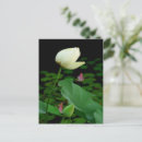 Pesquisar por pentas cartoes postais Flor