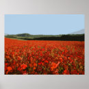 Pesquisar por campo da papoila pôsteres pósteres Flores
