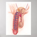 Pesquisar por anatomy pôsteres pósteres Biomedical illustrations