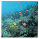 Pesquisar por peixes tropicais azulejos Animal