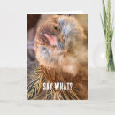 Pesquisar por galinhas engraçadas cartoes Para eles